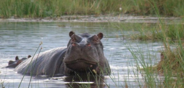 À la découverte de l’Okavango : un safari d’exception au Botswana